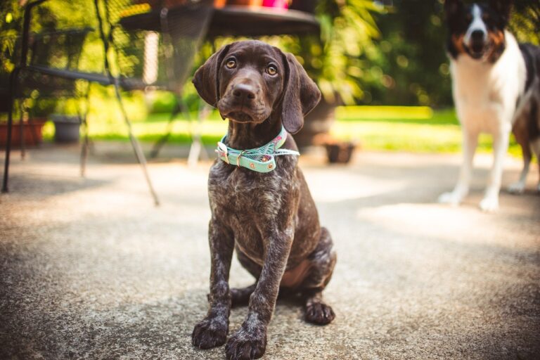 Read more about the article 🐾 Wie viele Welpen hat ein Deutsch Kurzhaariger Vorstehhund?
