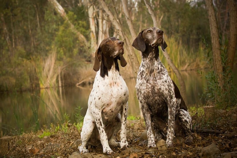 Read more about the article 🐾 Was Sie in den ersten 8 Wochen im Leben eines Deutsch Kurzhaar Welpen erwarten können Das Leben eines Welpen
