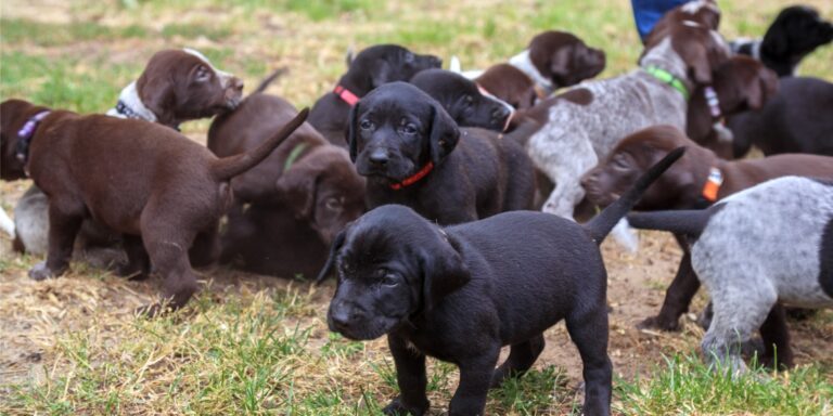 Read more about the article 🎯 Warum der Deutsch Kurzhaar der ultimative vielseitige Jagdhund ist