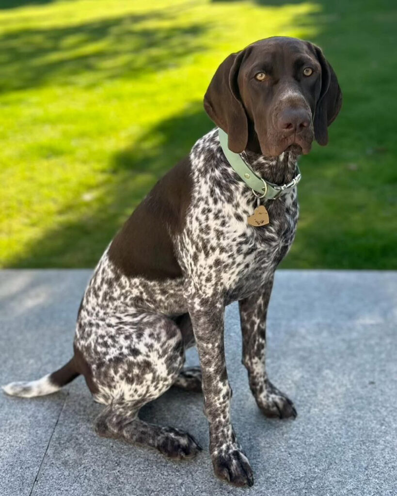 jagdhund Kaufen