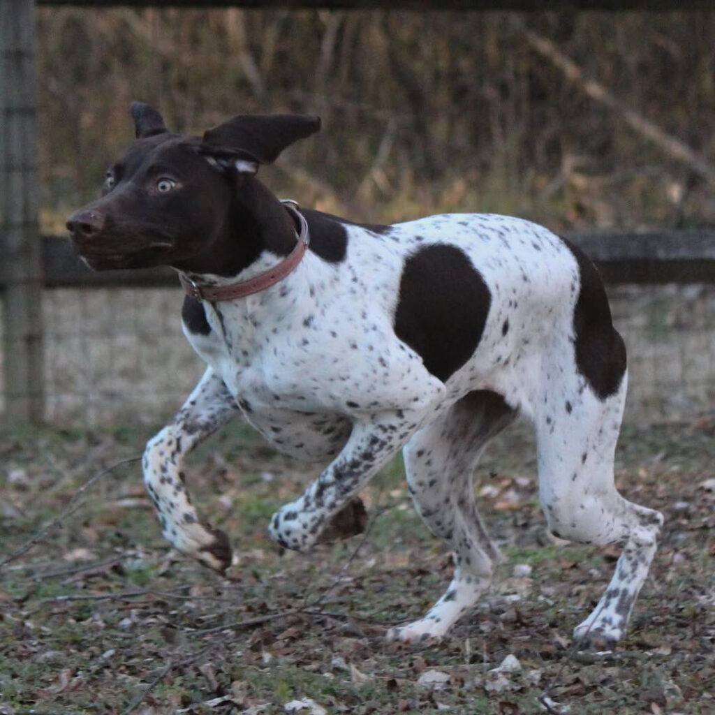 jagdhund Kaufen