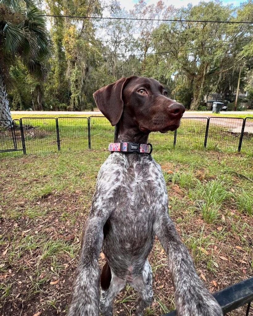 jagdhund Kaufen