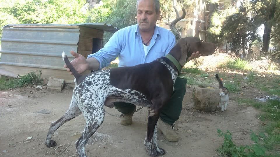 jagdhund Kaufen